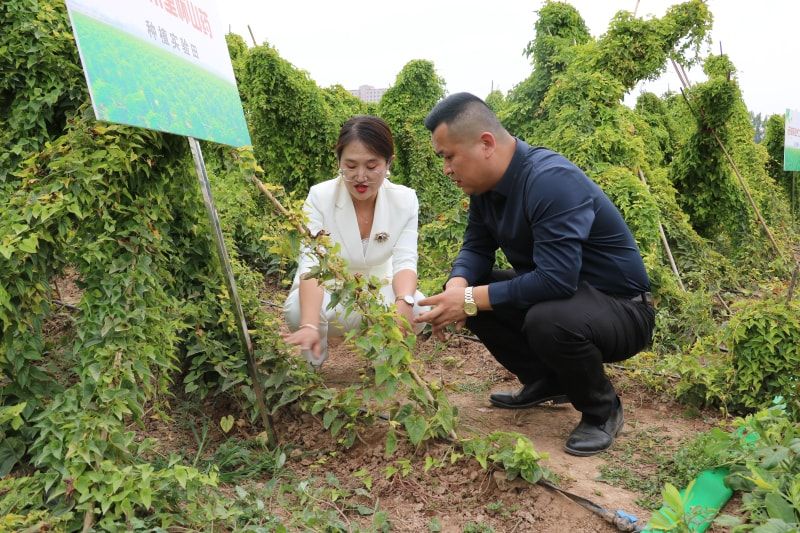 吳總講山藥