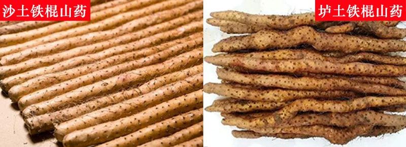 山藥的品種有哪些，怎么區分？